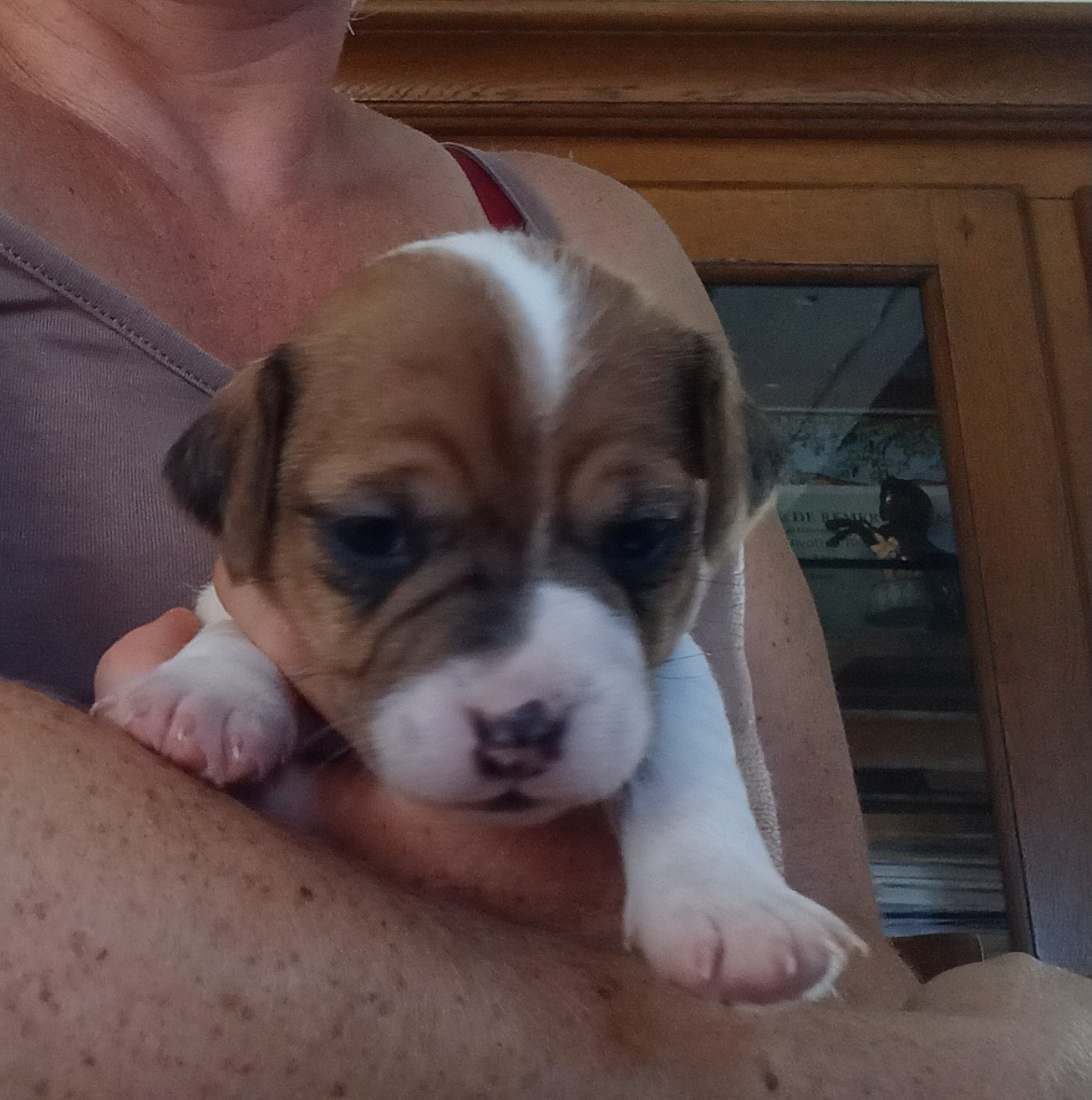 Coralie Barbotin - Chiots disponibles - Jack Russell Terrier
