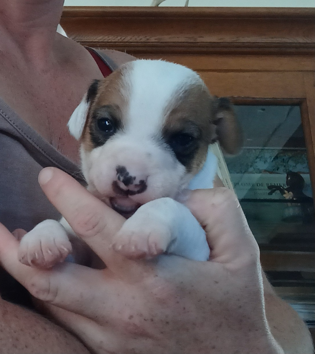 Coralie Barbotin - Chiots disponibles - Jack Russell Terrier