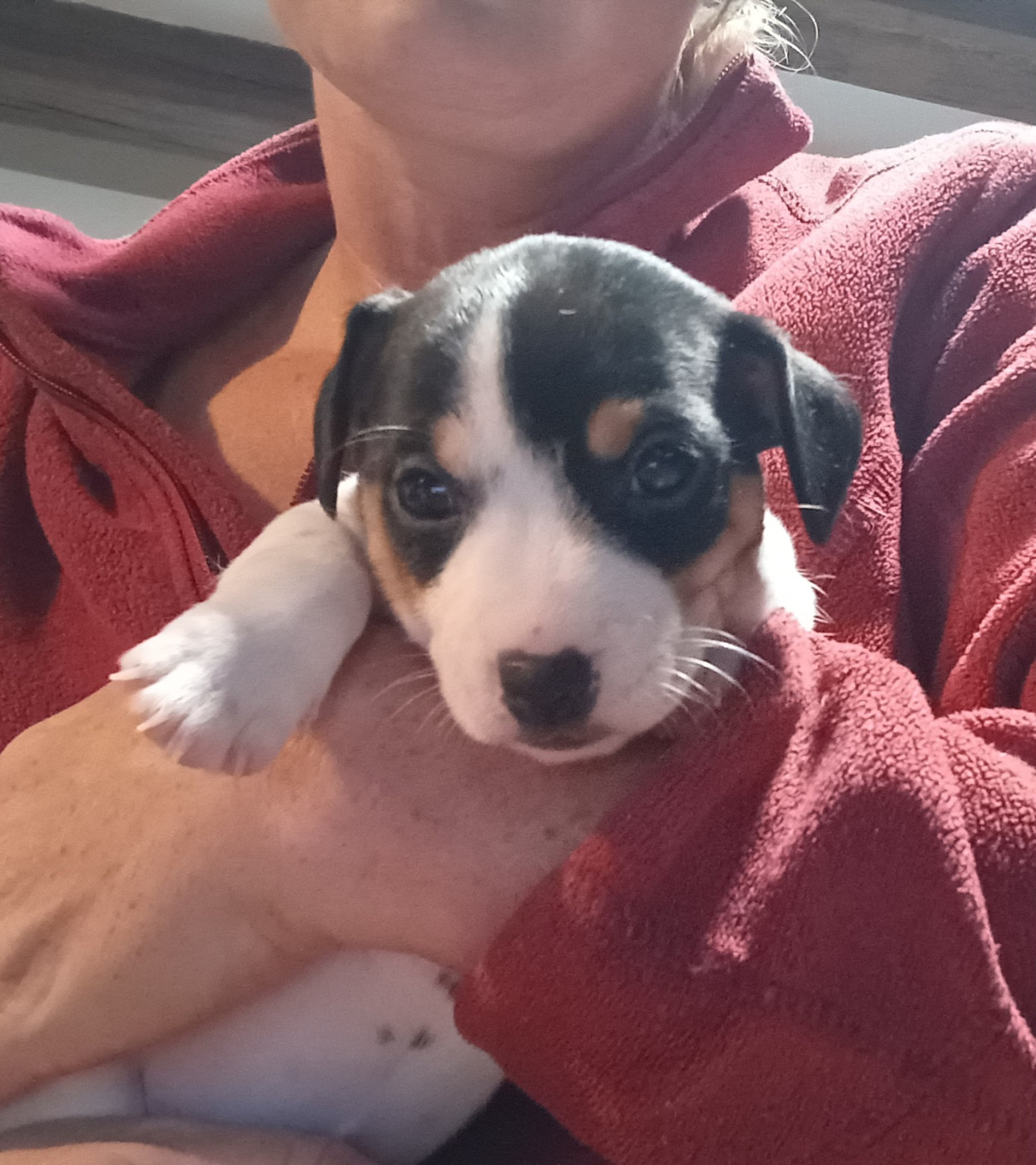 Coralie Barbotin - Chiots disponibles - Jack Russell Terrier
