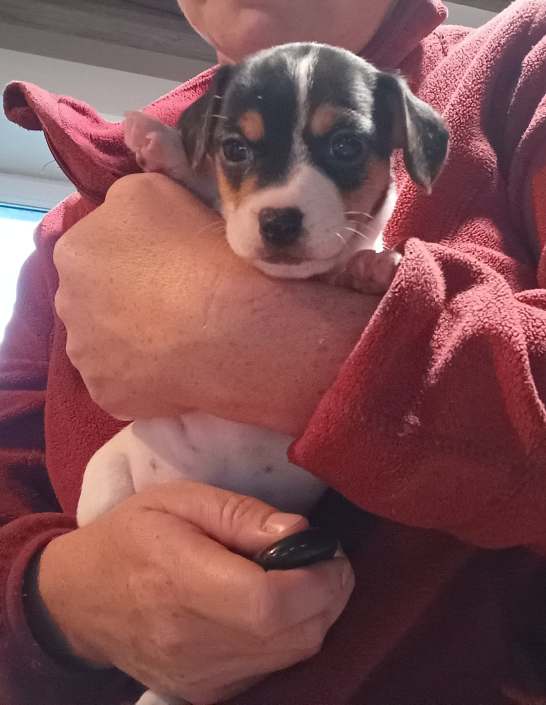 Coralie Barbotin - Chiots disponibles - Jack Russell Terrier