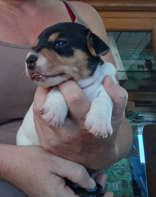 Chiot N°1