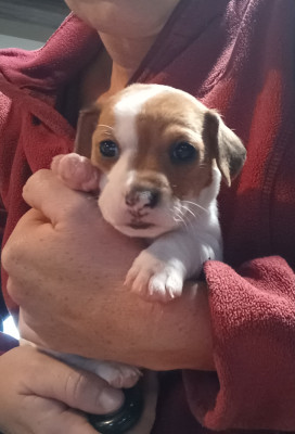 Chiot N°4