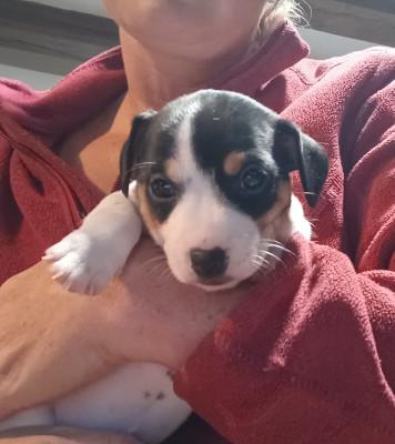 Chiot N°5